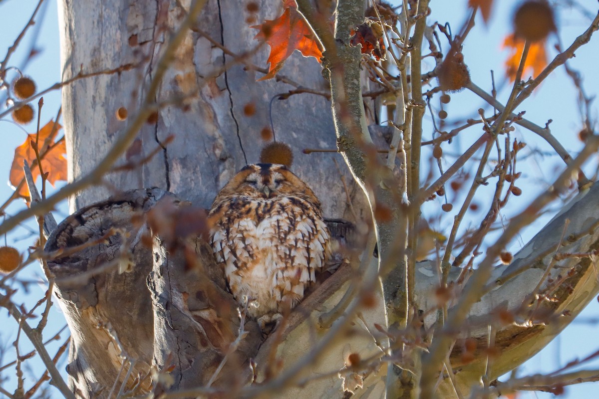Cárabo Común - ML647518589
