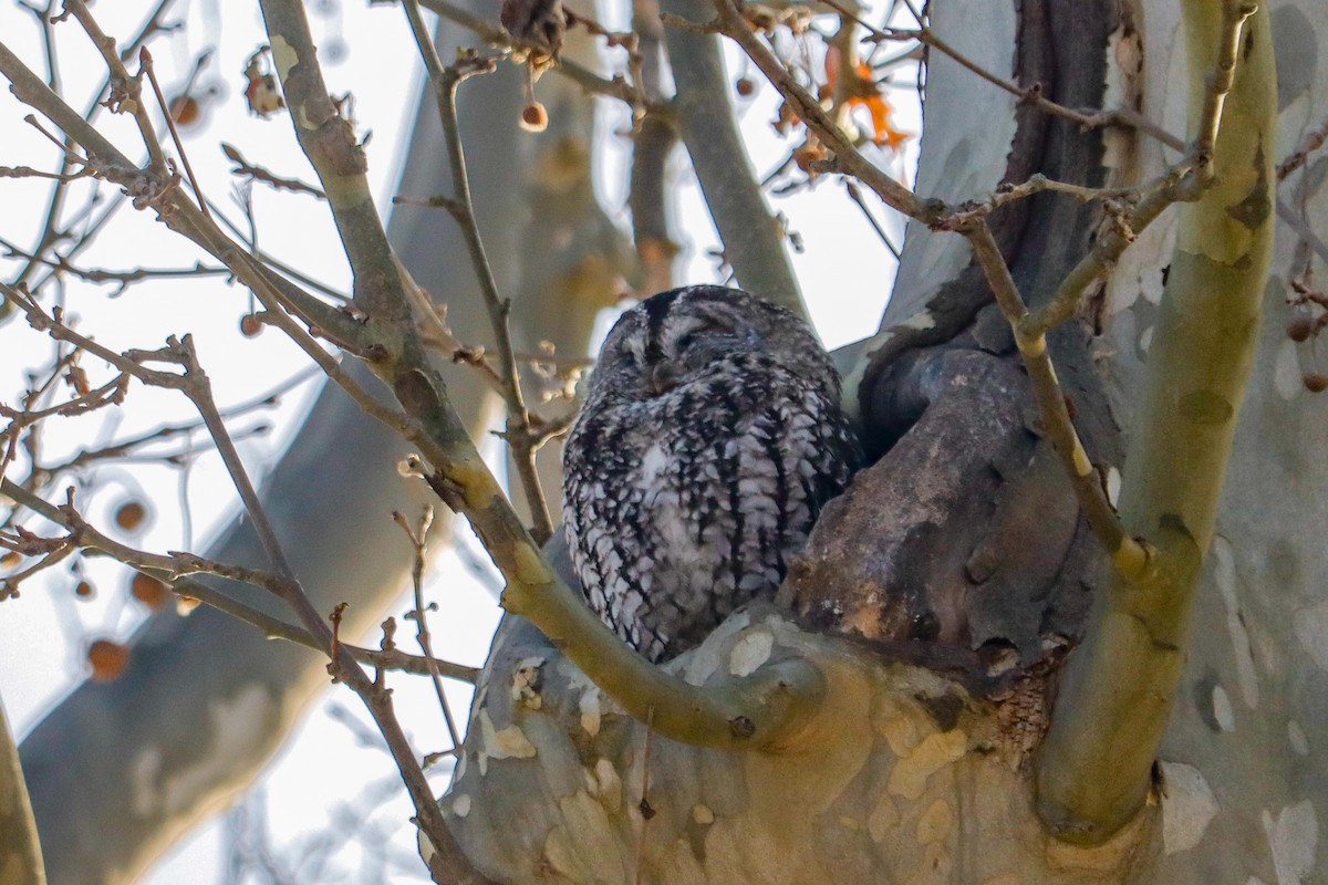 Cárabo Común - ML647518590