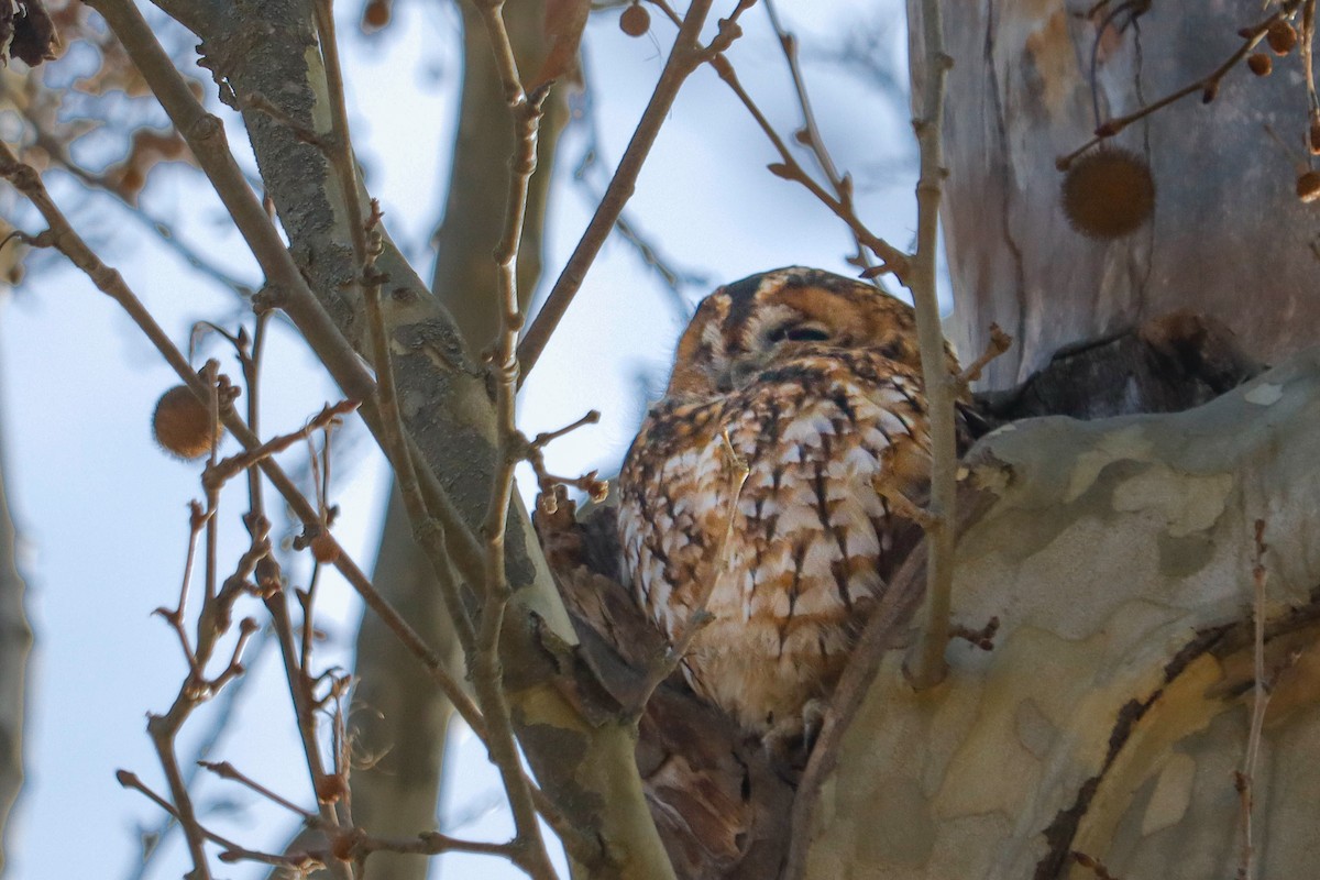 Cárabo Común - ML647518591