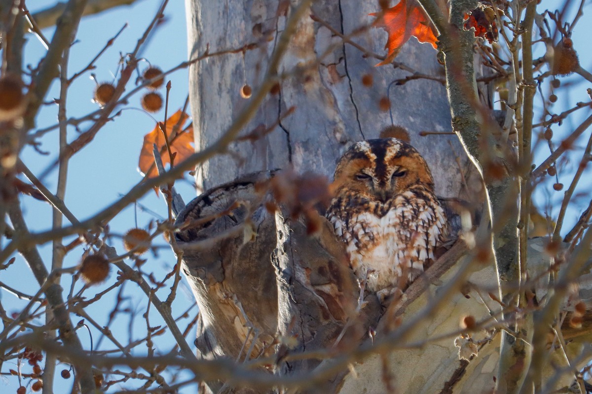 Cárabo Común - ML647518592