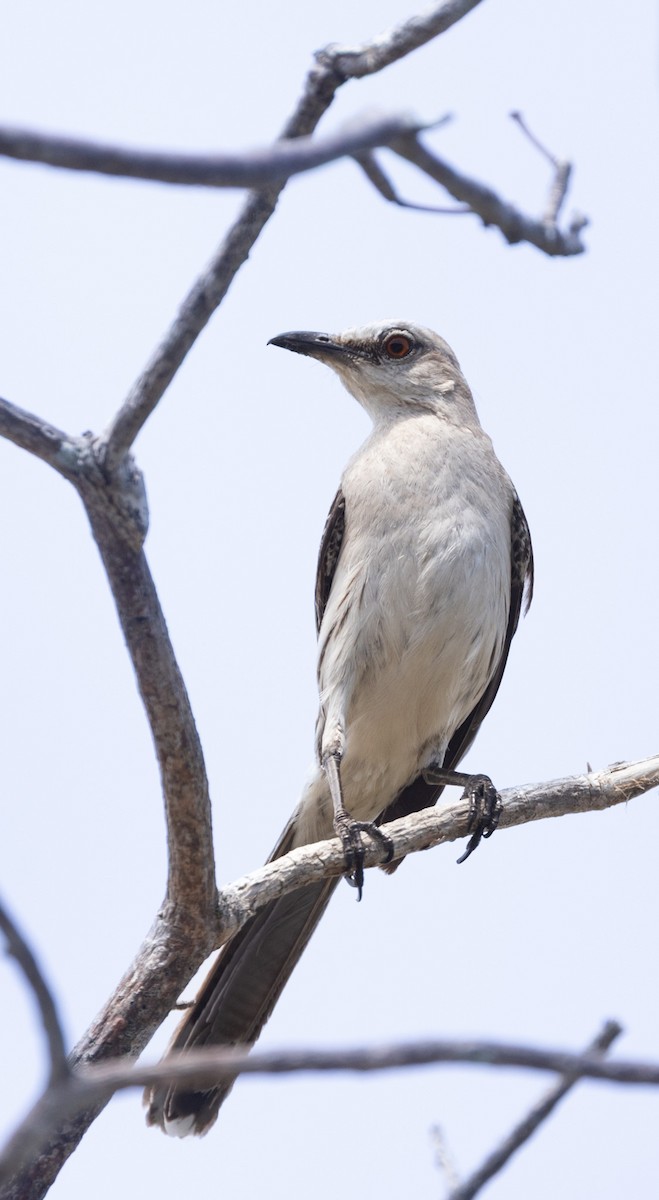 Sinsonte Tropical - ML647518593