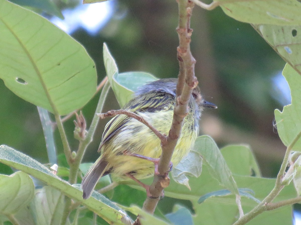 Mosqueta Enana - ML647518594