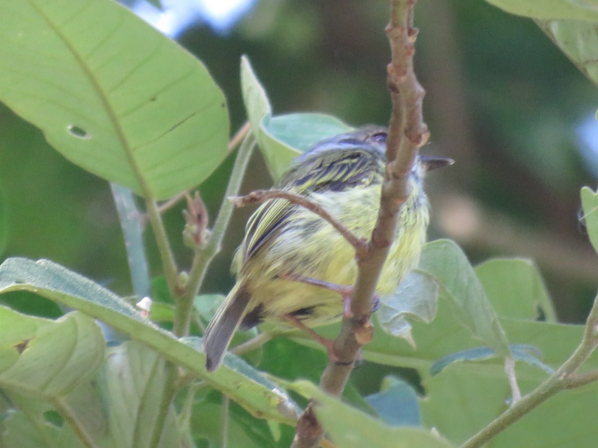 Mosqueta Enana - ML647518595