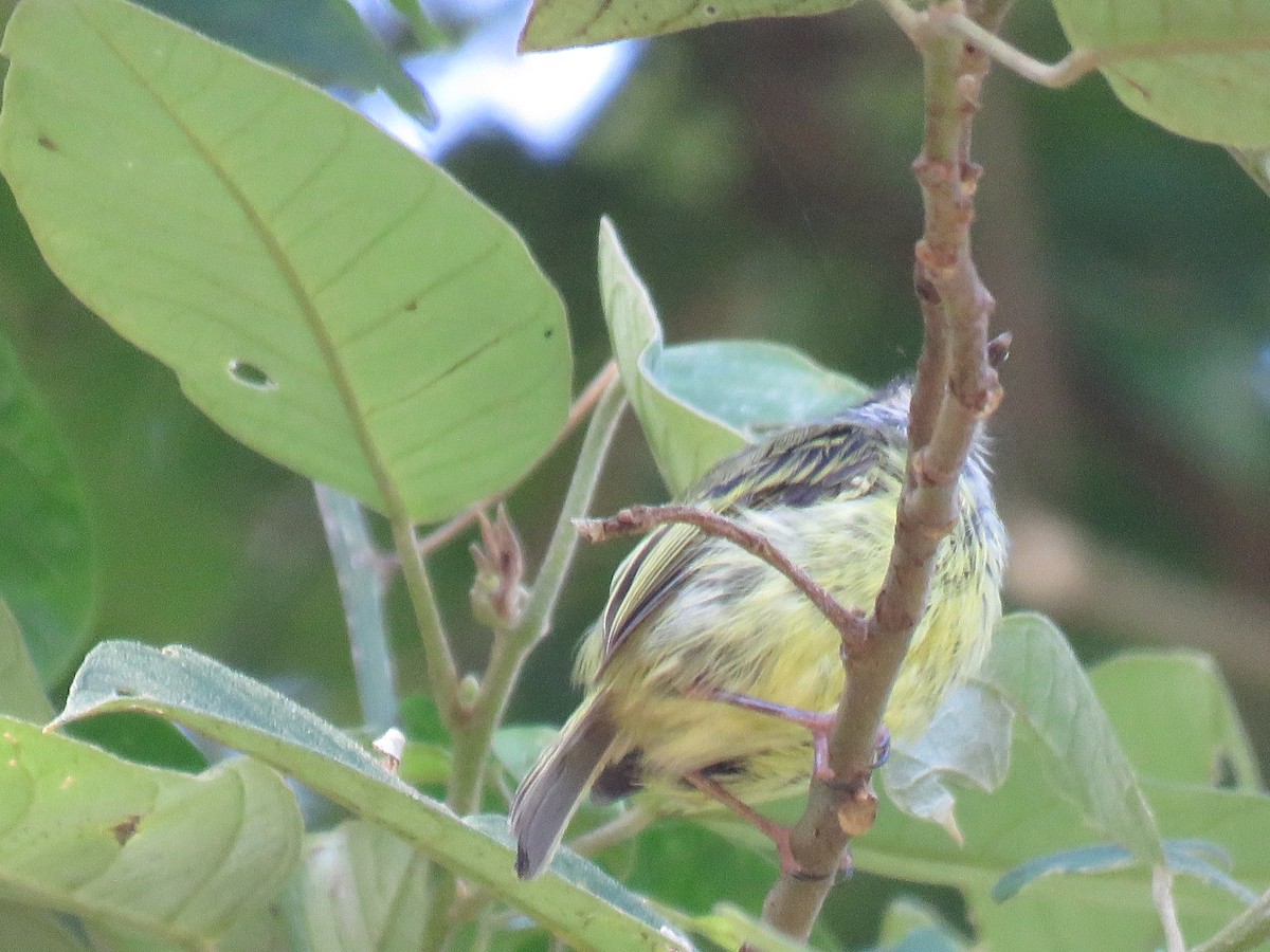 Mosqueta Enana - ML647518596