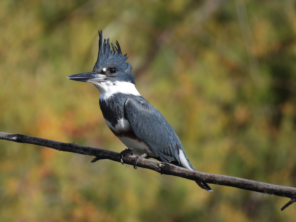 Martín Gigante Norteamericano - ML647518598