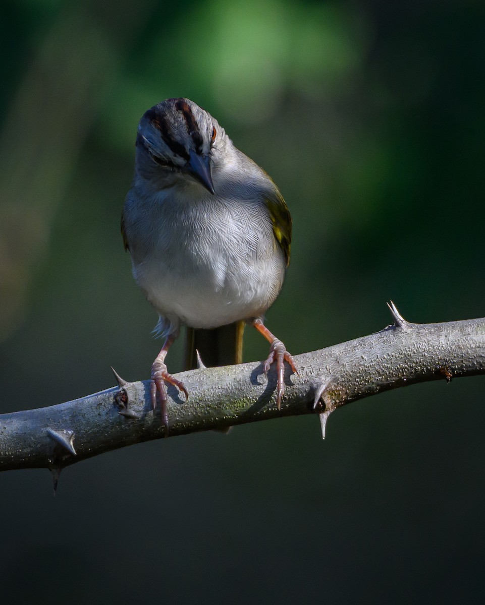 Cerquero Oliváceo - ML647518599