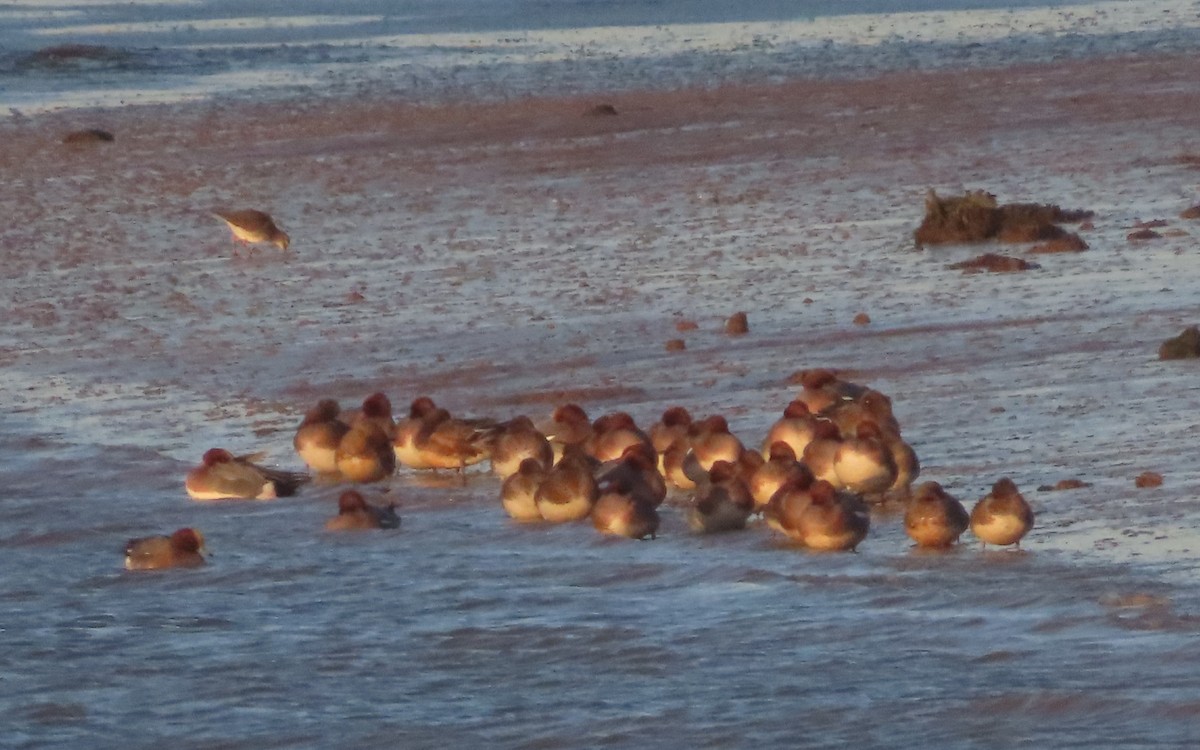 Silbón Europeo - ML647518601