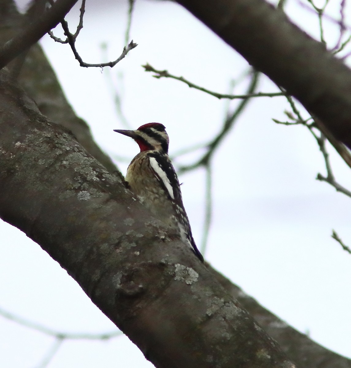 Chupasavia Norteño - ML647518603