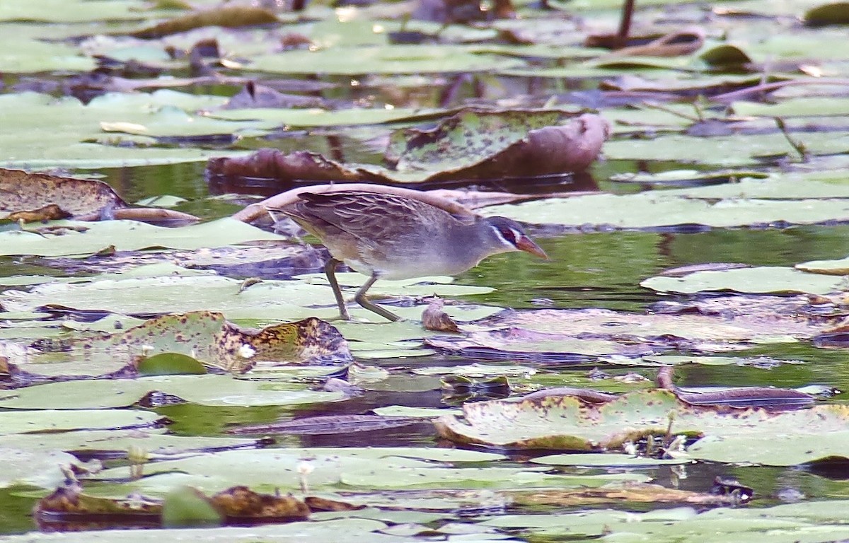 Polluela Cejiblanca - ML647518605