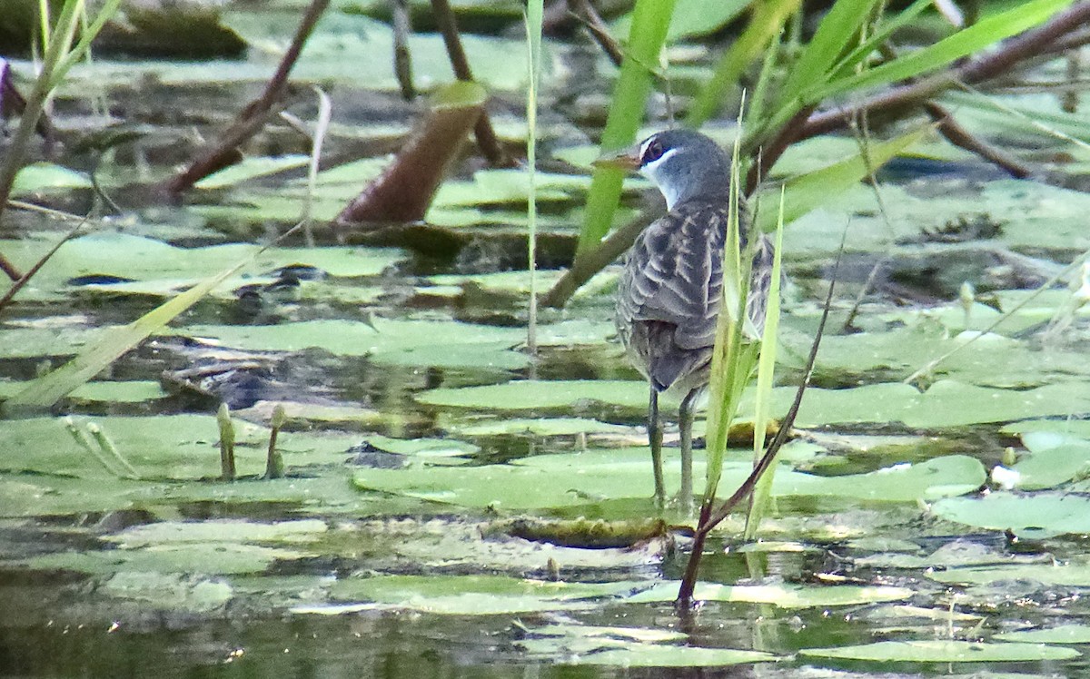 White-browed Crake - ML647518616