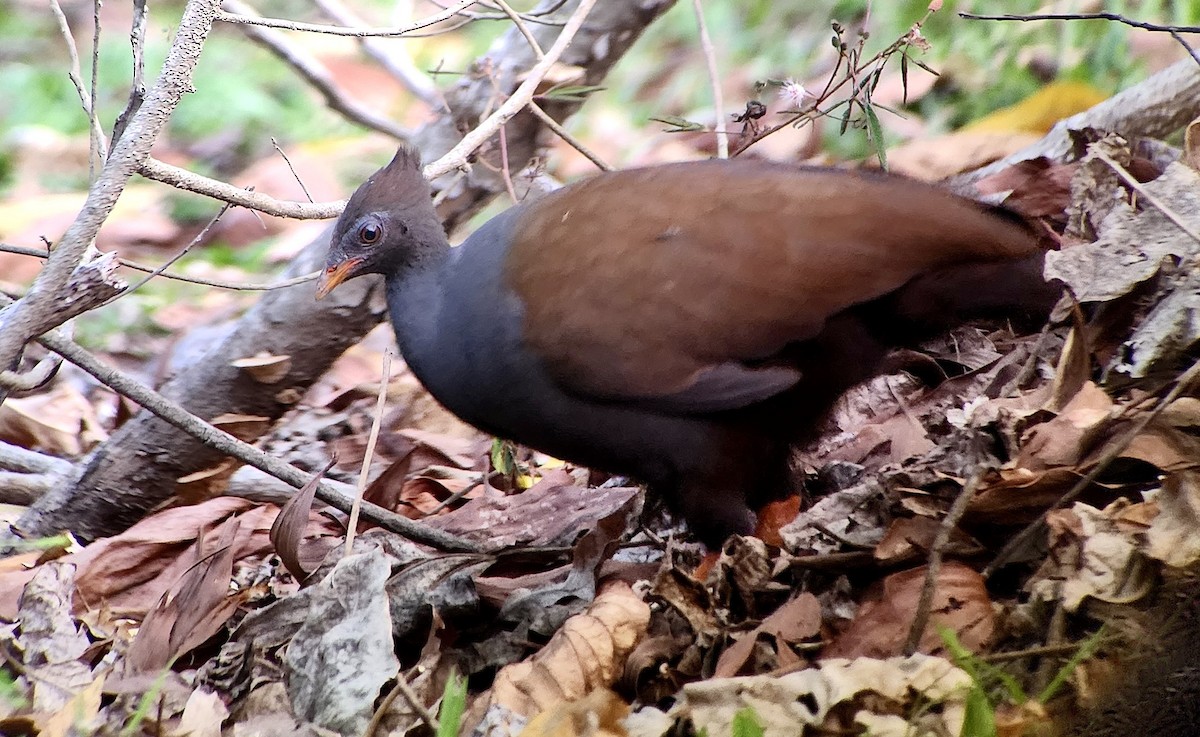 Orange-footed Megapode - ML647518625