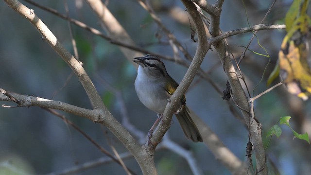 Риджвея оливкова - ML647518639