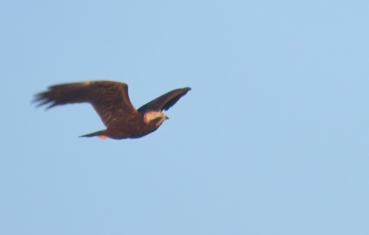 Western Marsh Harrier - ML647518645