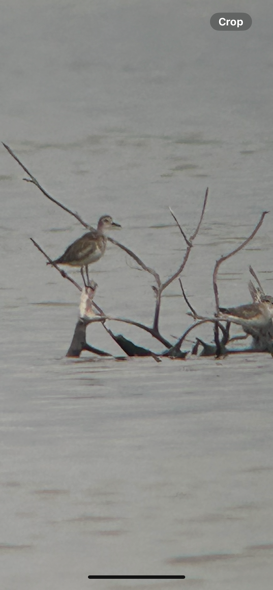 Black-bellied Plover - ML647518646