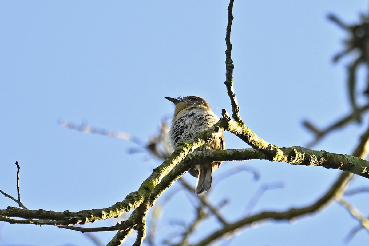 Rusty-breasted Nunlet - ML647518647