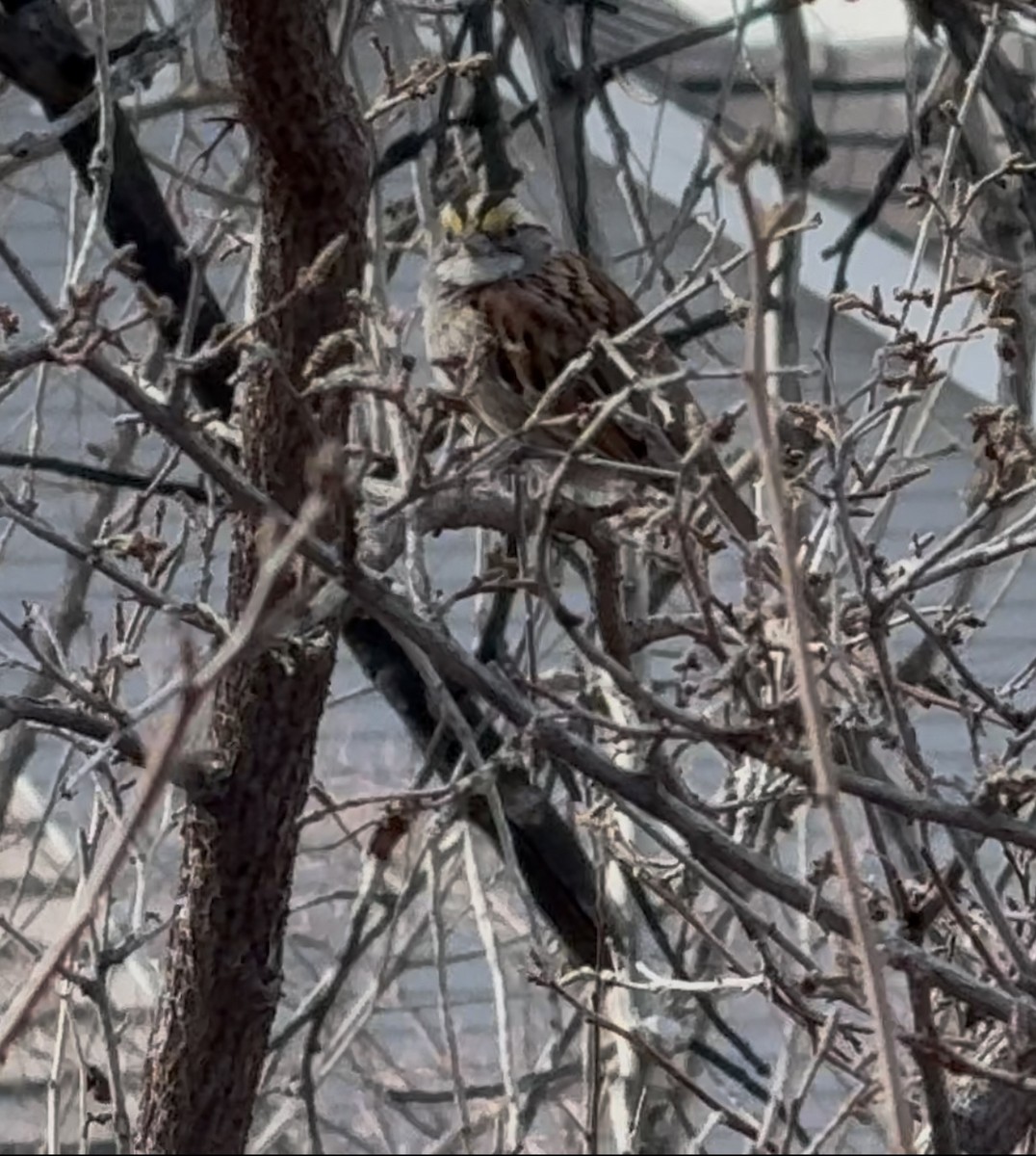 White-throated Sparrow - ML647518649