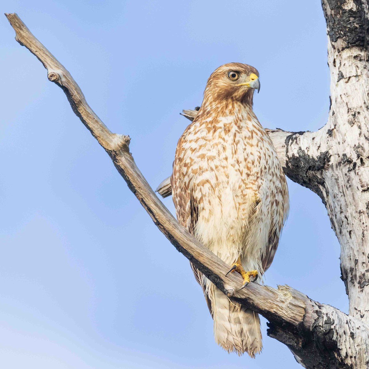 Red-shouldered Hawk - ML647518651