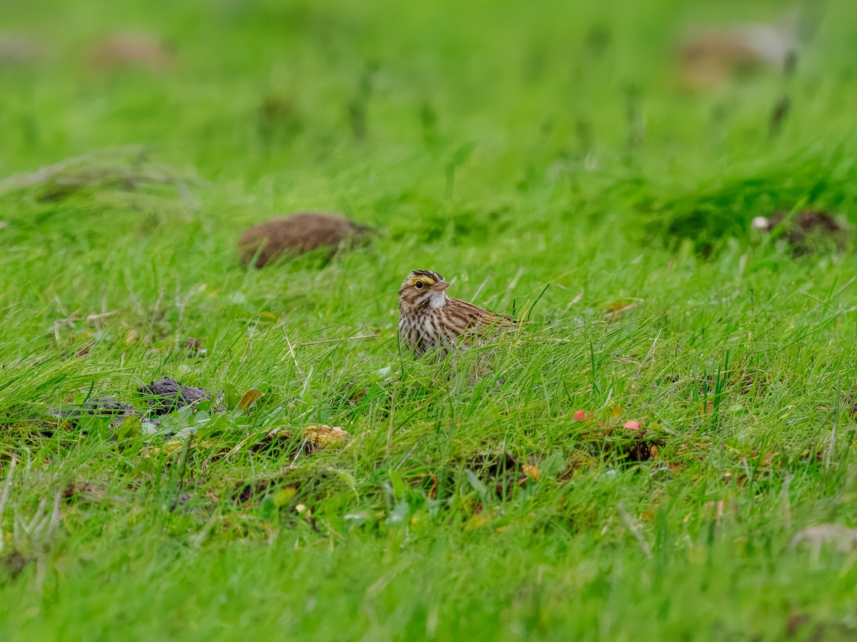 Savannah Sparrow - ML647518655