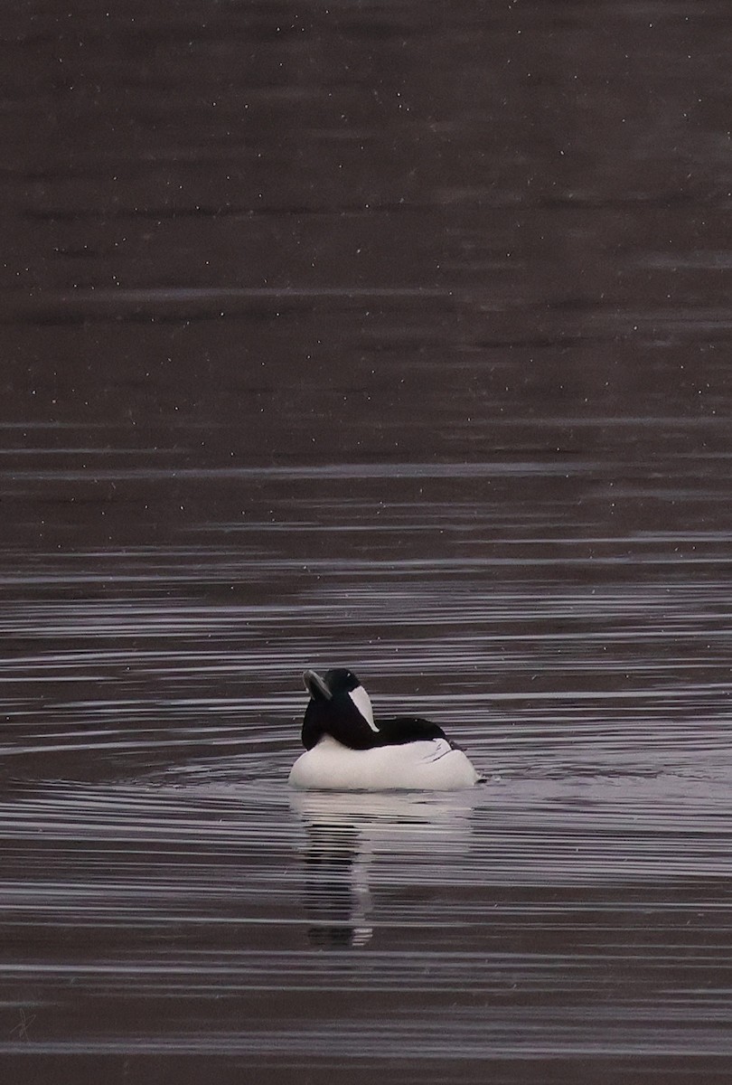 Bufflehead - ML647518656