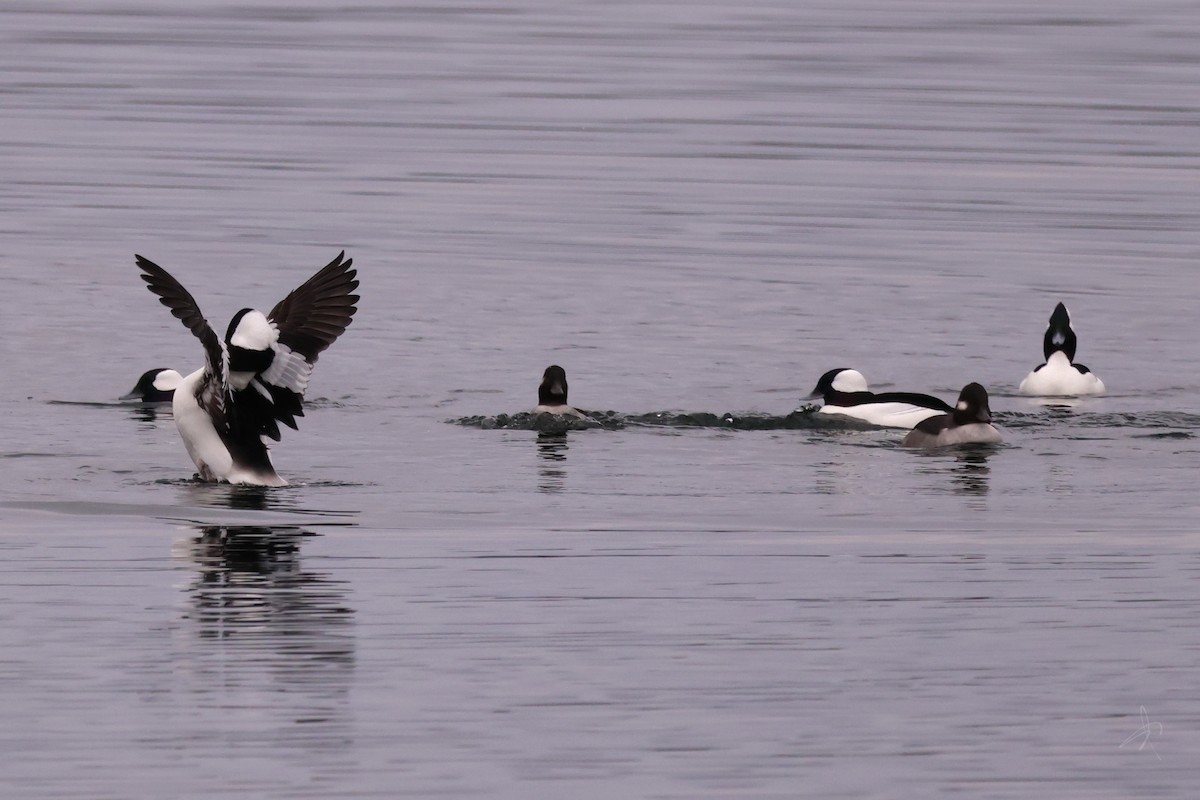 Bufflehead - ML647518660
