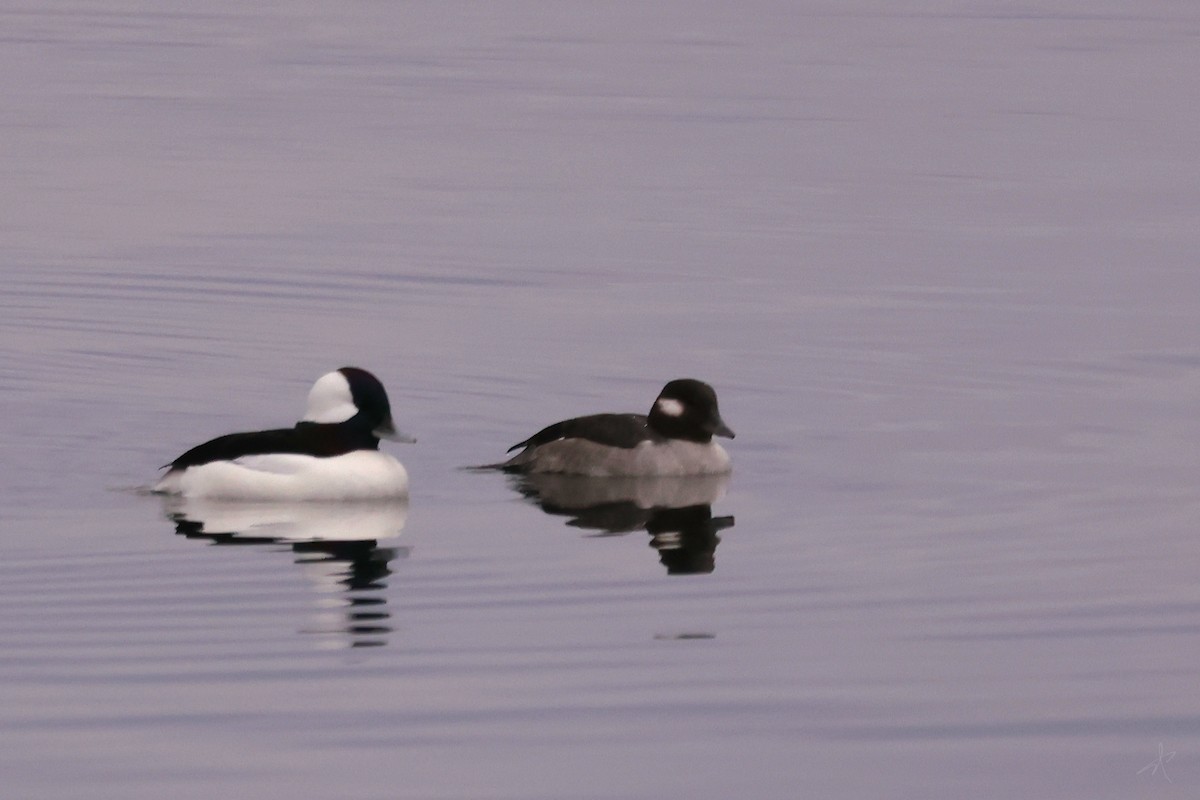 Bufflehead - ML647518661