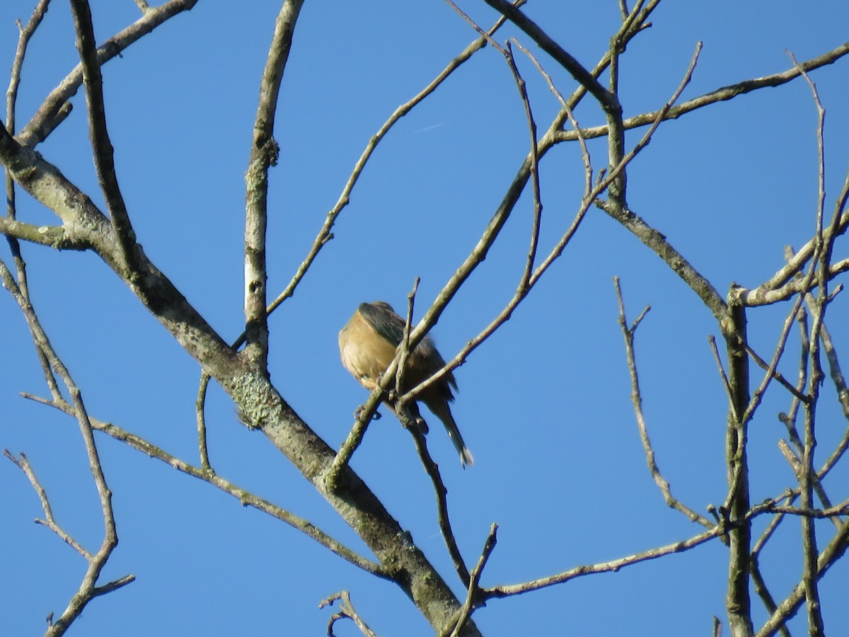 Burnished-buff Tanager - ML647518662