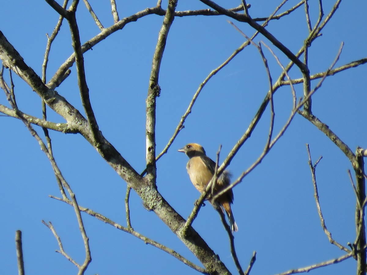 Burnished-buff Tanager - ML647518663