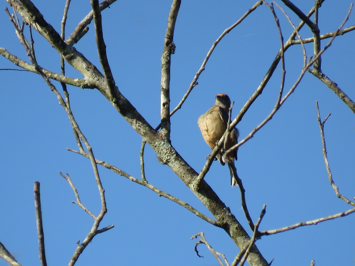 Burnished-buff Tanager - ML647518665
