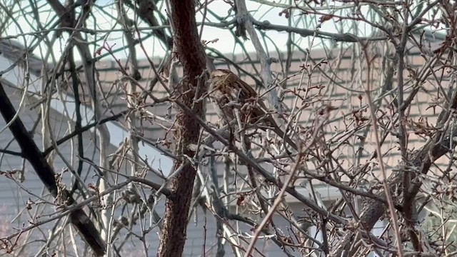 Бруант білогорлий - ML647518666