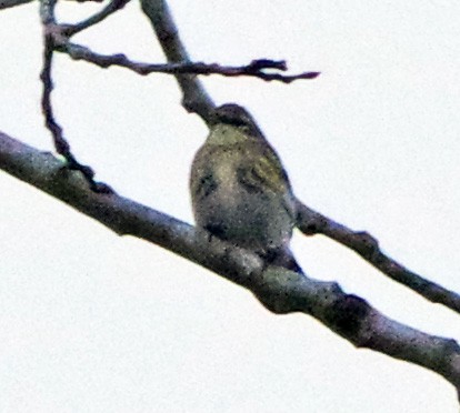 Yellow-rumped Warbler (Myrtle) - ML647518667