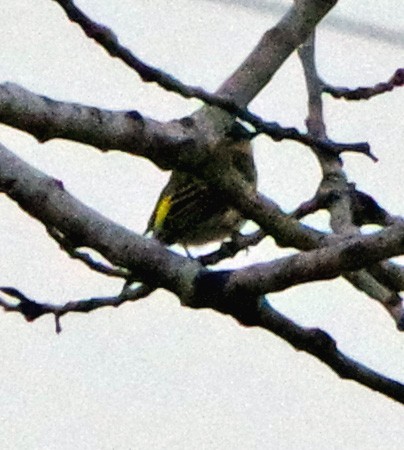Yellow-rumped Warbler (Myrtle) - ML647518668