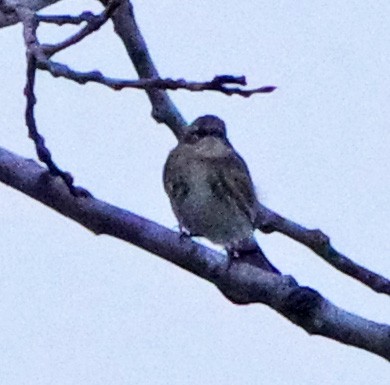 Yellow-rumped Warbler (Myrtle) - ML647518669