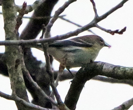 Yellow-rumped Warbler (Myrtle) - ML647518670