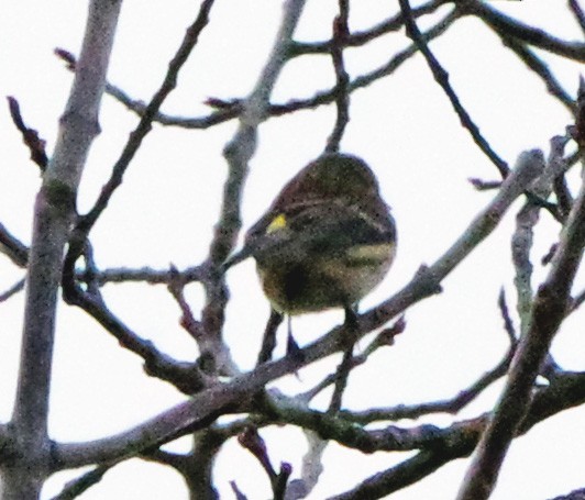 Yellow-rumped Warbler (Myrtle) - ML647518671