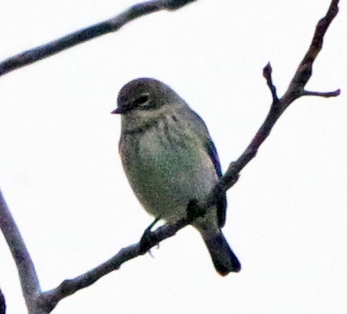 Yellow-rumped Warbler (Myrtle) - ML647518673