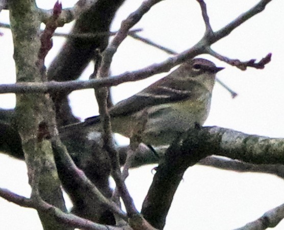 Yellow-rumped Warbler (Myrtle) - ML647518674
