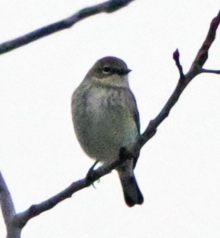 Yellow-rumped Warbler (Myrtle) - ML647518675