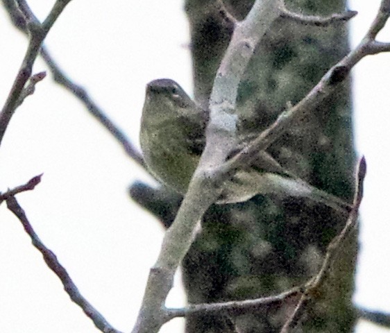 Yellow-rumped Warbler (Myrtle) - ML647518676