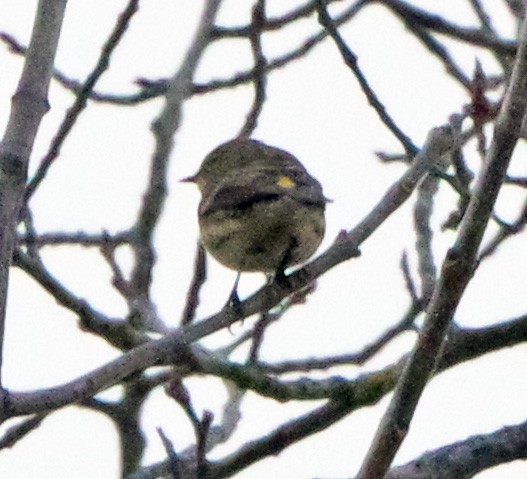 Yellow-rumped Warbler (Myrtle) - ML647518677