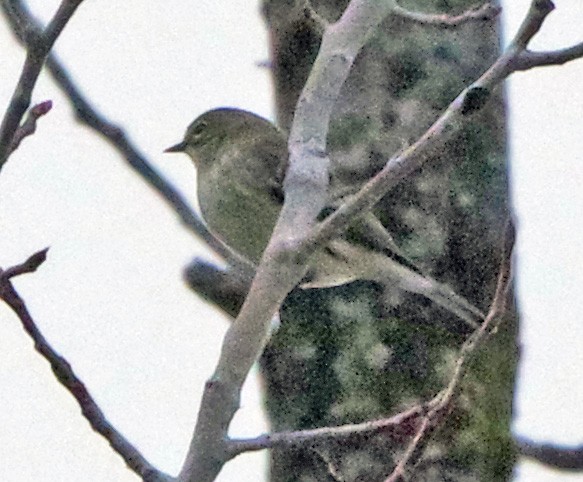 Yellow-rumped Warbler (Myrtle) - ML647518678
