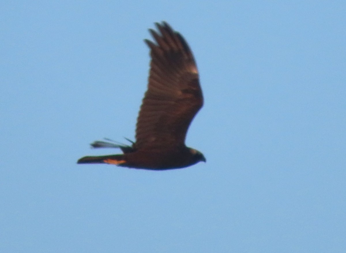 Western Marsh Harrier - ML647518680
