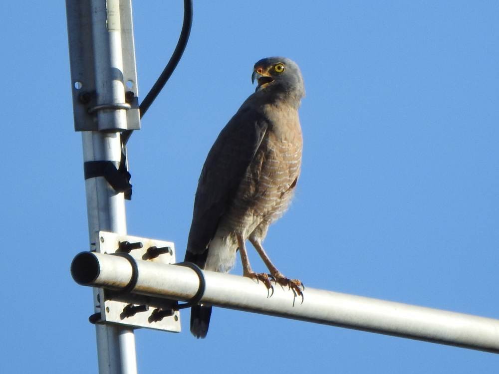 Roadside Hawk - ML647518687
