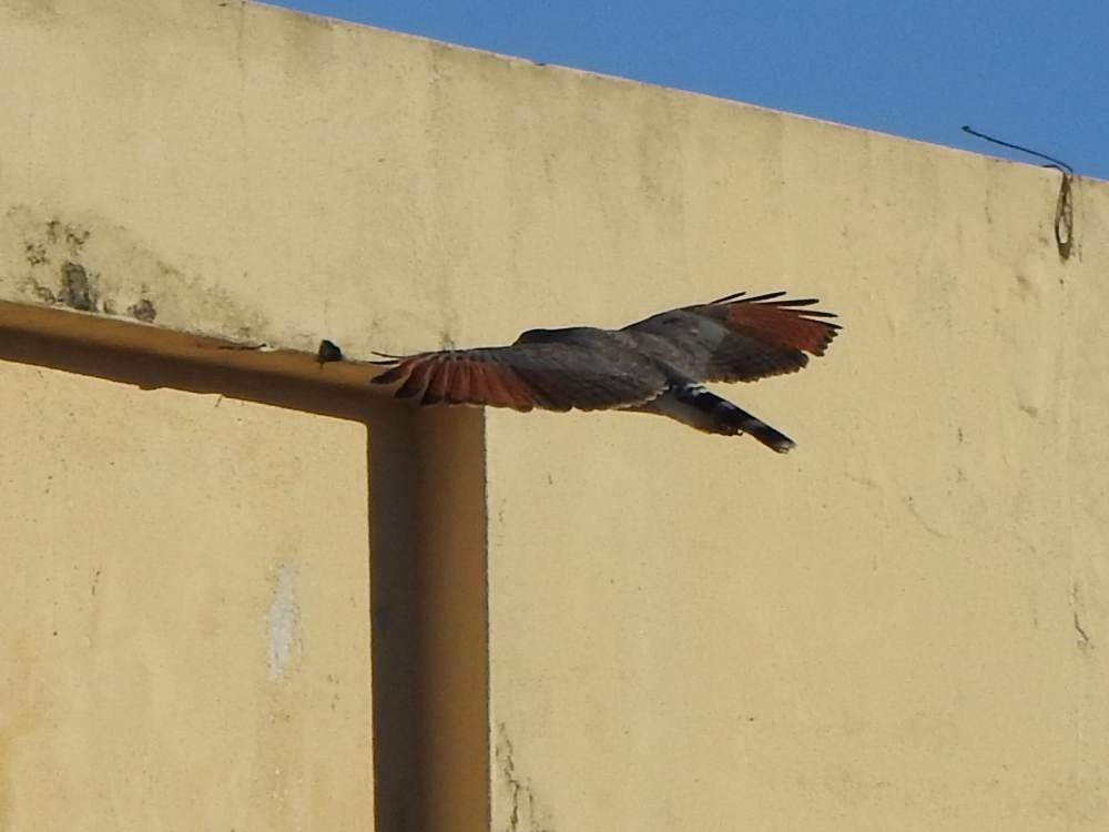 Roadside Hawk - ML647518688