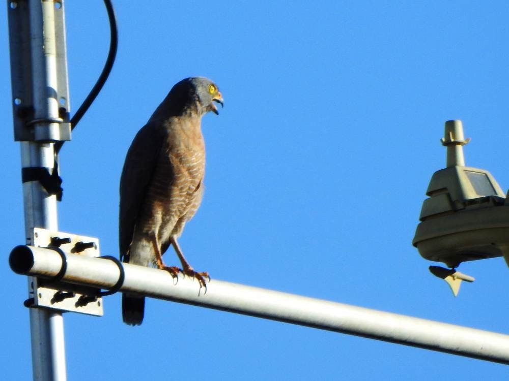 Roadside Hawk - ML647518691