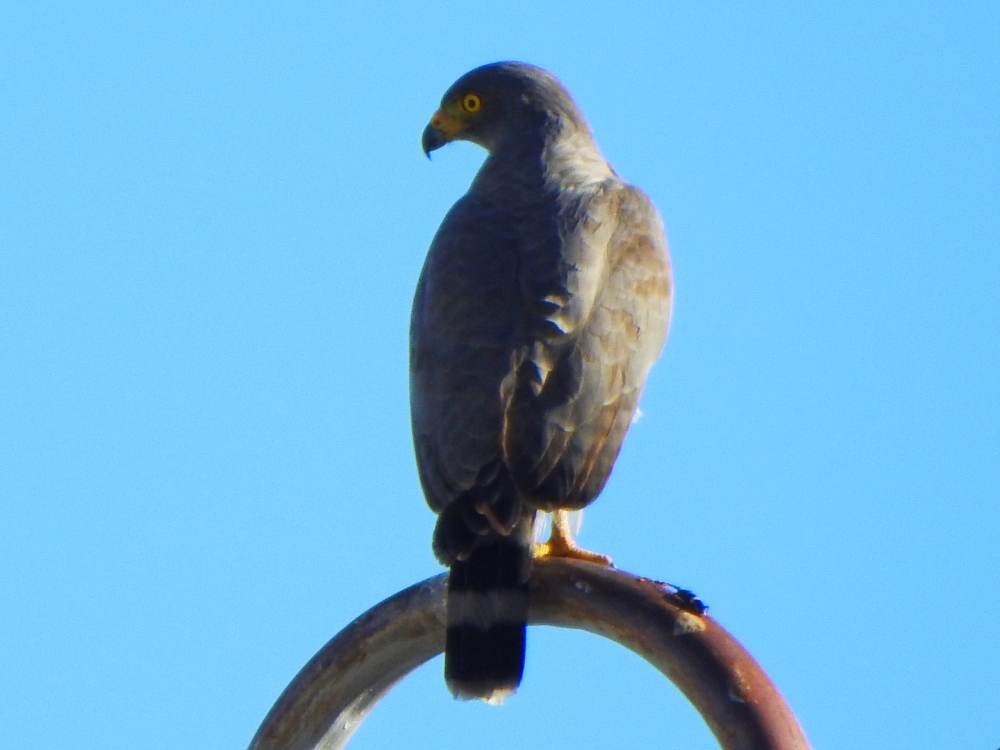 Roadside Hawk - ML647518693