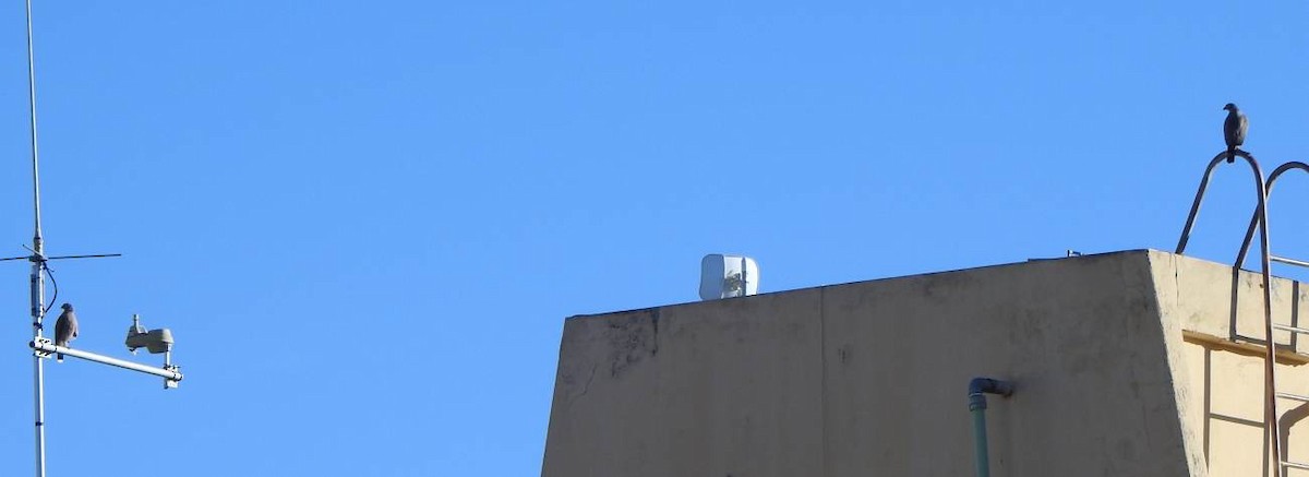 Roadside Hawk - ML647518695