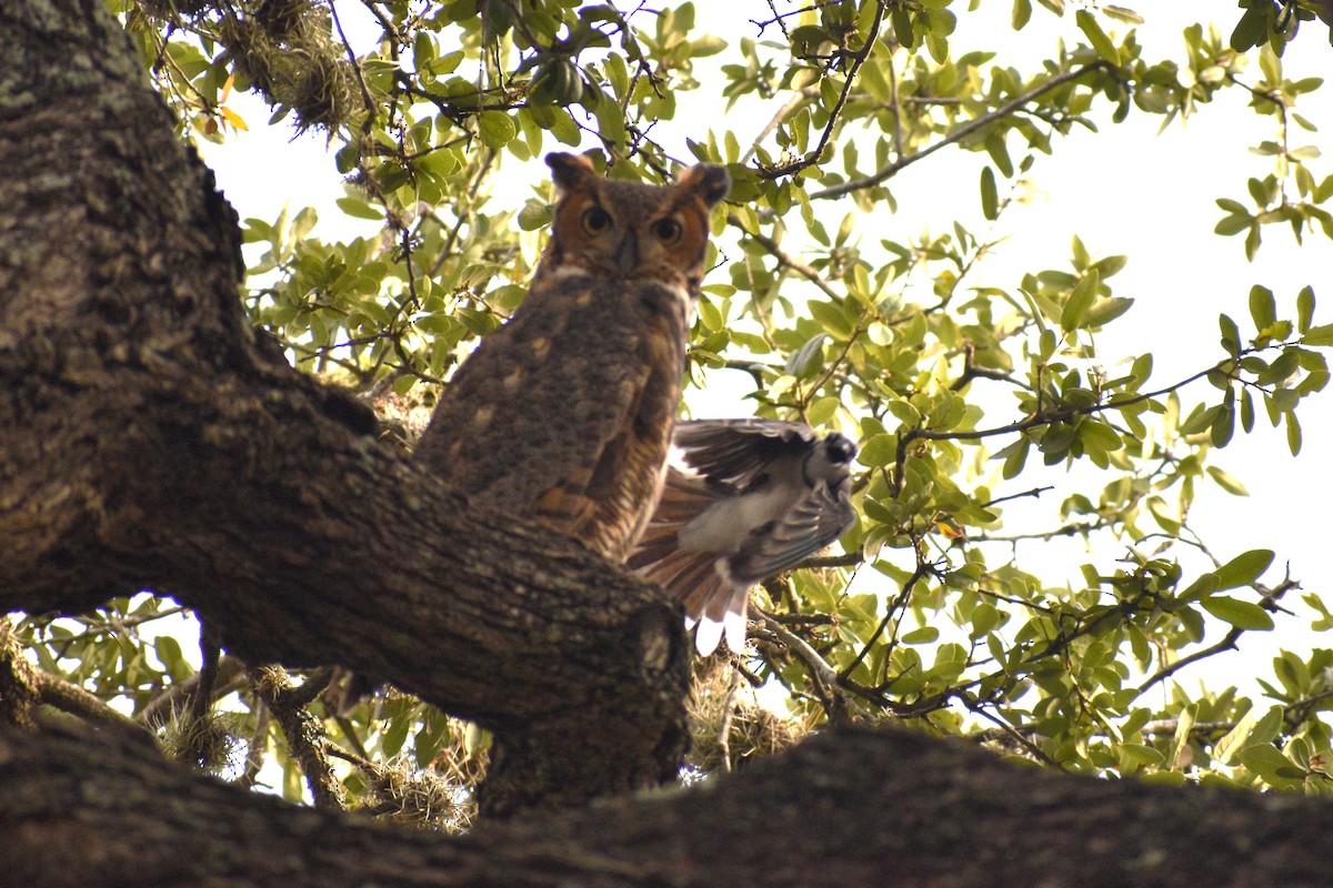 Grand-duc d'Amérique - ML647518696