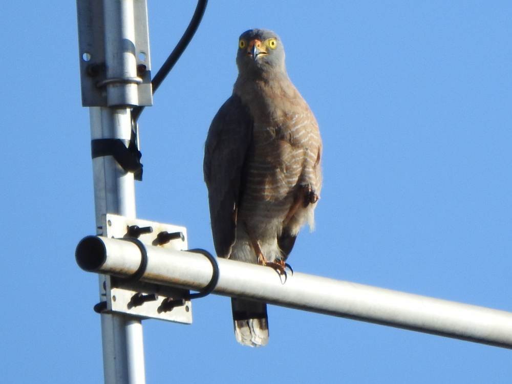 Roadside Hawk - ML647518699