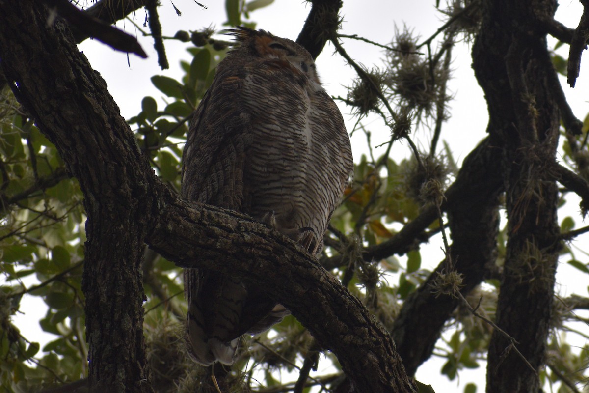 Grand-duc d'Amérique - ML647518717