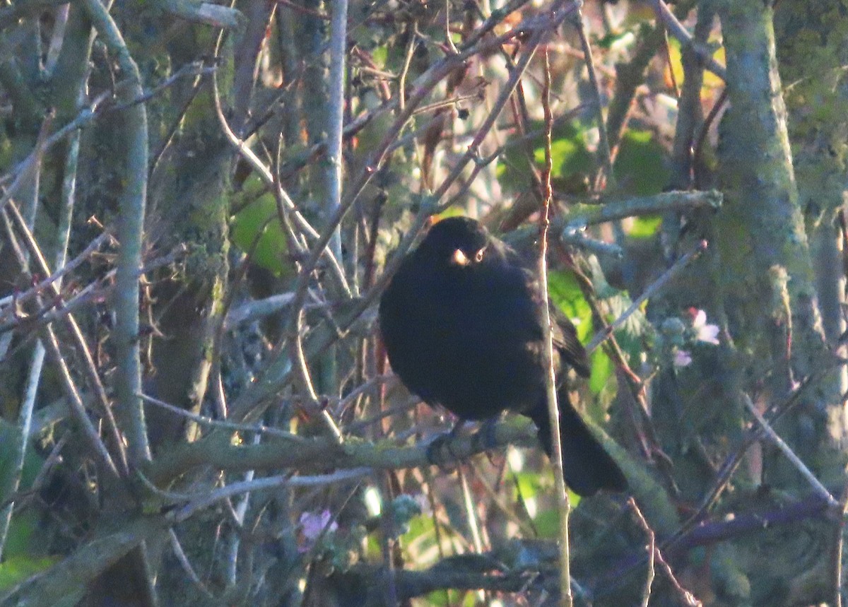 Eurasian Blackbird - ML647518720